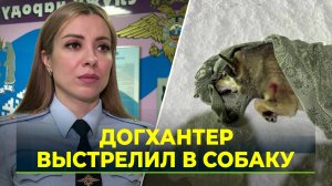 В Салехарде догхантеры отстреливают бездомных собак