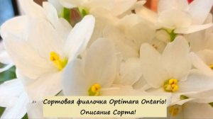 Сортовая фиалочка Optimara Ontario! Описание Сорта!
