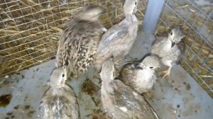 Кеклик переехал в вольер