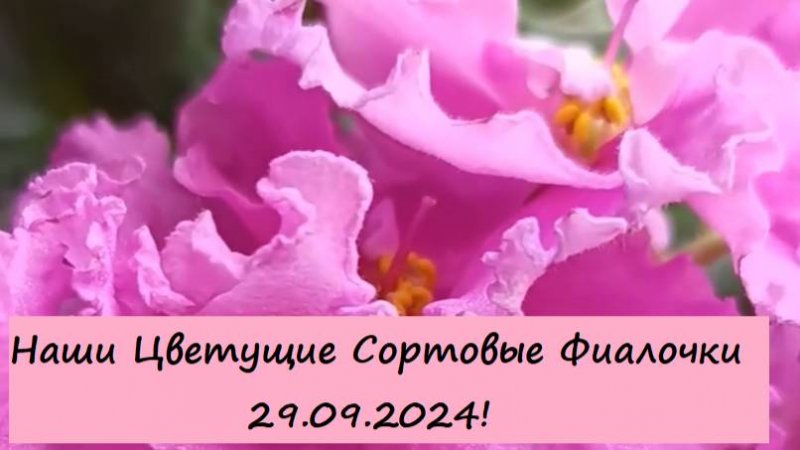 Наши Цветущие Сортовые Фиалочки (Сенполии) 29.09.2024! Для заказа пишите WhatsApp 89101614167