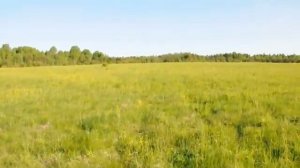 Натаска ирландского сеттера