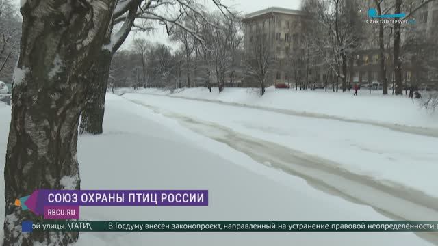 Правила подкормки водоплавающих птиц зимой