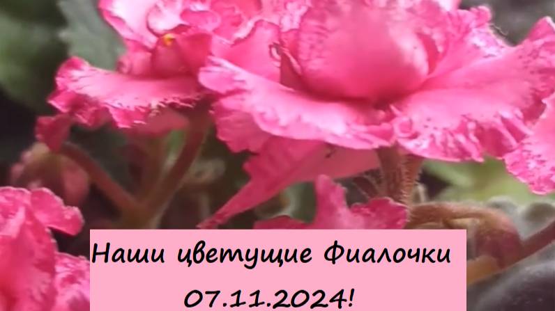 Наши цветущие Фиалочки 07.11.2024! Для заказа пишите WhatsApp 89101614167 Автор музыки - TeknoAXE!