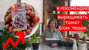 Я рекомендую выращивать томат Блэк Черри по нескольким причинам.