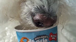 POODLE EATS ICE CREAM NON STOP I Sweet Sawol