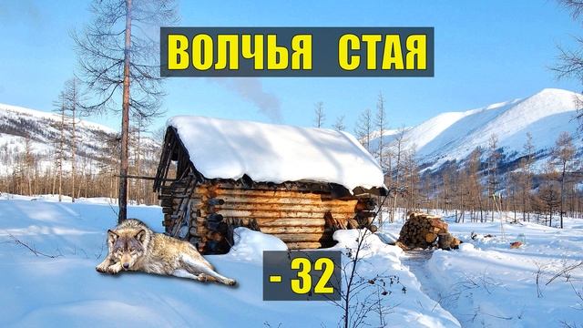 СТАРОВЕРЫ и ВОЛКИ ТАЙГА ОДИНОКИЙ ВОЛК ОТШЕЛЬНИК СУДЬБА ОХОТА ВОЛЧЬЯ СТАЯ ДОМ в ЛЕСУ ИСТОРИИ из ЖИЗНИ