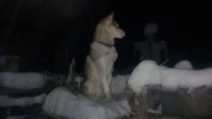 Хаски спит на столе  в снегу на улице  зимой в лесу при морозе в  30 градусов