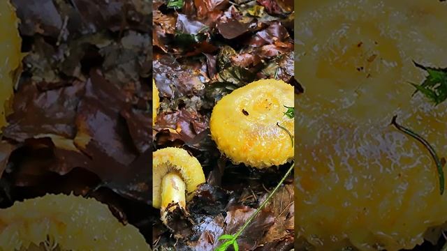 САМЫЕ ПОПУЛЯРНЫЕ ГРИБЫ ГРУЗДИ, МИР ГРУЗДЕЙ (2 часть) #short #shorts #shortsvideo смотреть онлайн