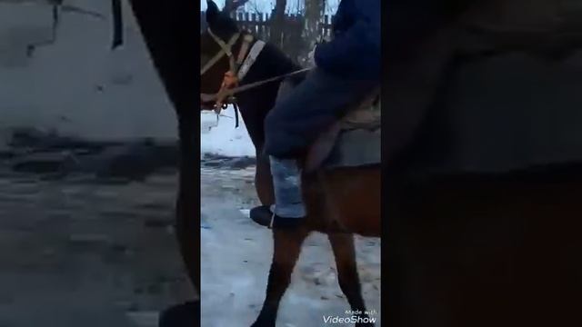 Продажа лошади