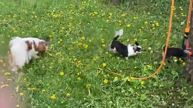 в компании с Соней и Морковкой смотреть онлайн