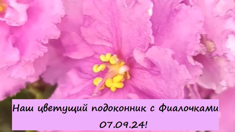 Наш цветущий подоконник с Сортовыми Фиалочками (Сенполиями) 07.09.24!