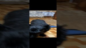 Юника (девочка ризеншнауцера) прекрасна и очень умна во всем. Честно - овчарки отдыхают.