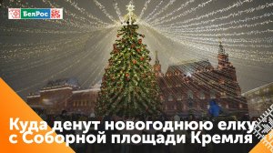 Главную новогоднюю ёлку России пустят на кормушки