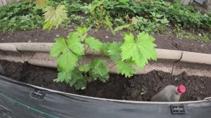 Работы на винограднике после цветения винограда