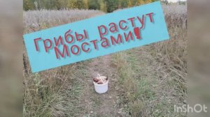Грибы растут мостами!  Грибная тема