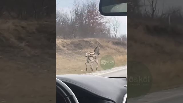 Одна зебра сбежала из пострадавшего от пожара Старооскольского зоопарка