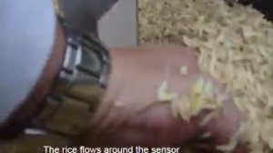 Измерение влажности риса на конвейере