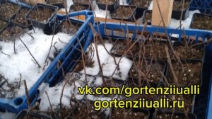 Саженцы метельчатой гортензии на 13.01.25