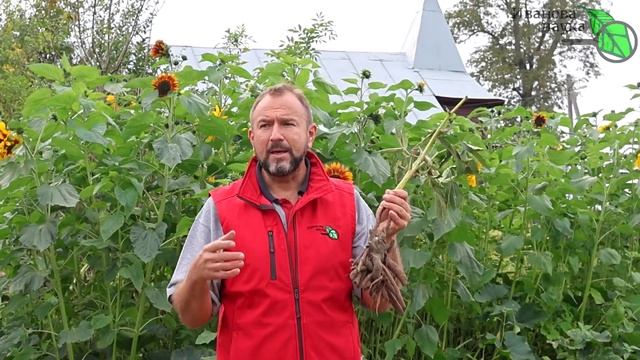 НЕ ПЕРЕСАЖИВАЙТЕ ПИОНЫ, ПОКА НЕ ПОСМОТРИТЕ ЭТО ВИДЕО! Не совершайте ошибку - пионы не будут цвести смотреть онлайн