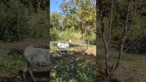 обзор на коз.  ( дачных) первая часть
