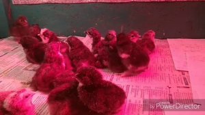 Инкубатор Блиц 48Ц,вывод маранов.