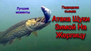 Атака Щуки Зимой на Жерлицу