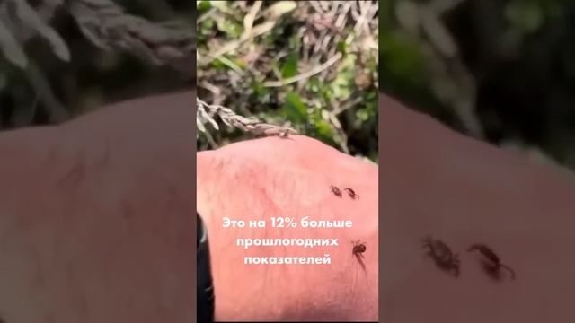 Уже более 18 тысяч человек пострадали от укусов клещей!