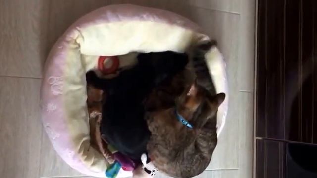 Cat vs dog fait смотреть онлайн