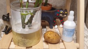 Миллион просмотров и НОЛЬ результата. Розы- корни через день?