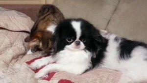 животные кошки и собаки 33