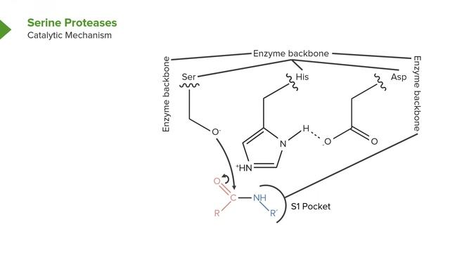 01. Enzymes and Enzyme Kinetics Enzyme Catalysis