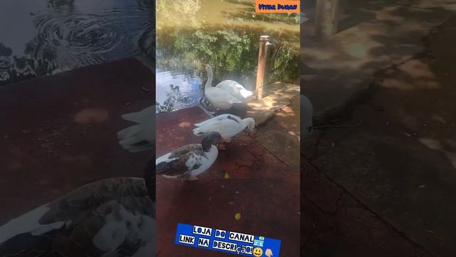 Os Gansos do Jd. Adelina - Parte III смотреть онлайн