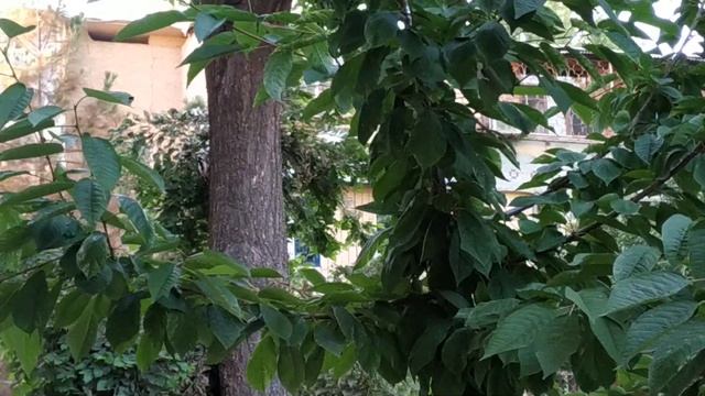 Дятел на Юнусабаде, в Ташкенте.ВАУ!!! смотреть онлайн