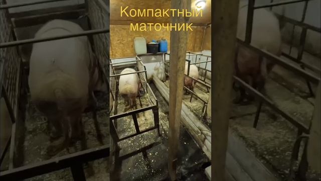 Компактный маточник для свиней. Экономия места смотреть онлайн