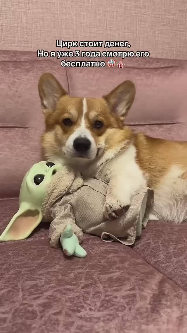 Смешной коржик #коржмарти #корги #коржик #юмор #смешныеживотные #corgi #funny #funnyvideo