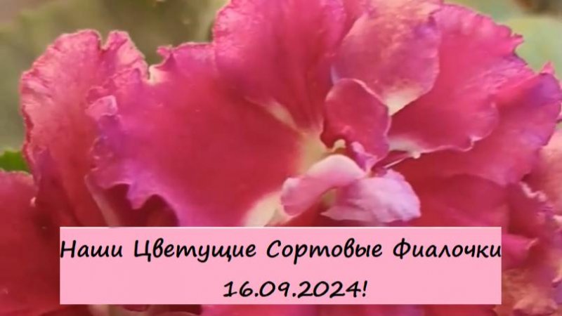 Наши Цветущие Сортовые Фиалочки (Сенполии) 16.09.2024! Для заказа пишите WhatsApp 89101614167