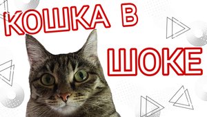 Кошка решила полетать. Наполнитель для туалета. Самый лучший корм / Семья Козырь
