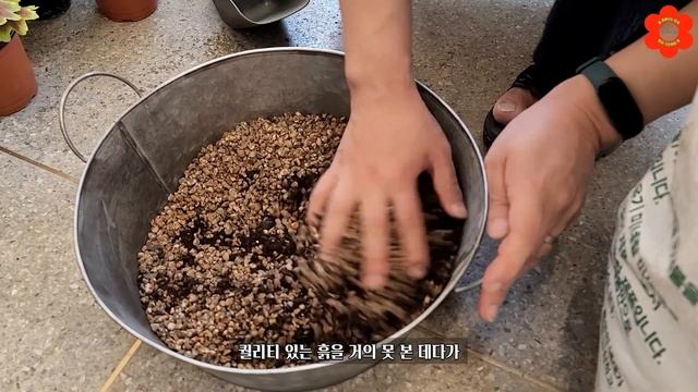 [꿀팁] 처음이자 마지막입니다, 무조건 이걸 넣으세요ㅣ흙에 이것만 넣어도 병충해 변색없이 매년 꽃도 열매도 주렁주렁ㅣ일반흙을 분갈이 흙으로 만드는 가장 쉬운 방법 (ft. 제라늄 смотреть онлайн