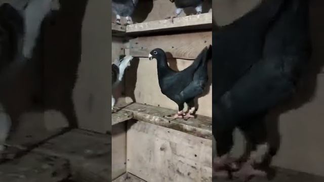 немецкие почтовые голуби на продажу смотреть онлайн