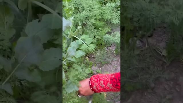 माँ की बगिया !! Harvesting Fresh Veggies 🥕 from our 🏡 Garden | Farm Woman #shortsfeed #ytshort смотреть онлайн