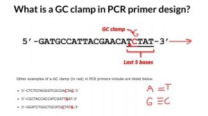 What is a GC-Clamp in PCR primer design?