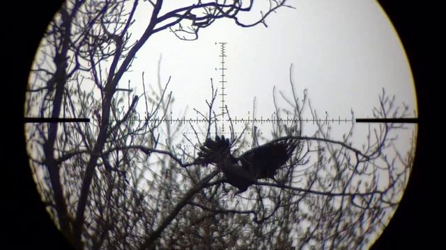 Охота на Королевскую Ворону 200+. FX Panthera. Airgun Pest Control - Crow Hunting 2024