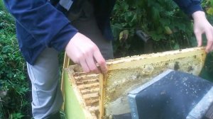 Осенние работы на пасеке с пчёлами... 15.10.19. ПЧЕЛОВОДСТВО С НУЛЯ... КАК Я ЭТО ВИЖУ...