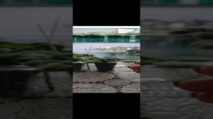 Ставлю мини, полумини фиалочки на фитиль после переукоренения.