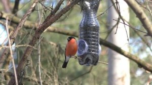 Снегирь у кормушки