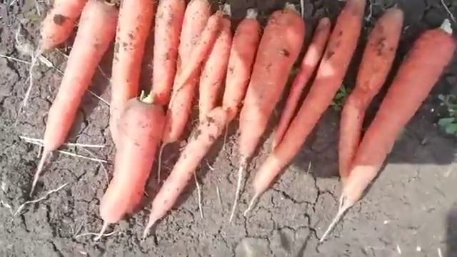 Мои овощи на Кубани!!!! смотреть онлайн