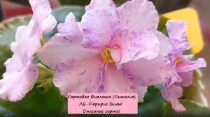 Сортовая Фиалочка (Сенполия) ЛЕ-Сюрприз Зимы! Описание сорта!