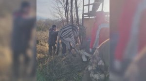 Трагедия в старооскольском зоопарке: 5 зебр погибли на пожаре