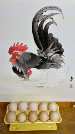 курица брессгальской породы решила ночевать в гнезде на яйцах