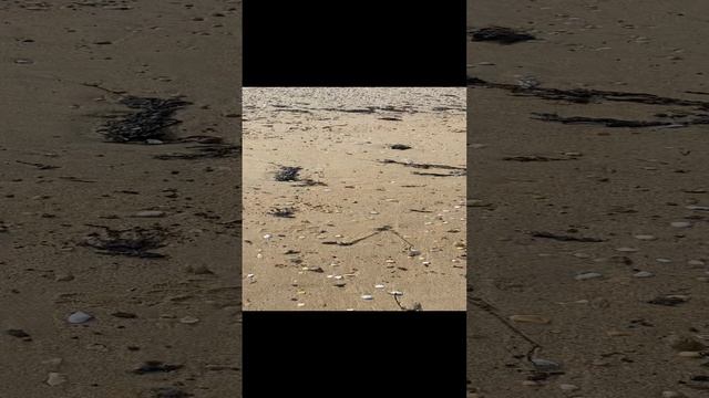 Мазутные пляжи